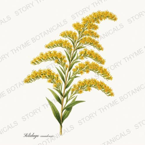 Goldenrod — a print from the Wildflowers Vol. 2 collection