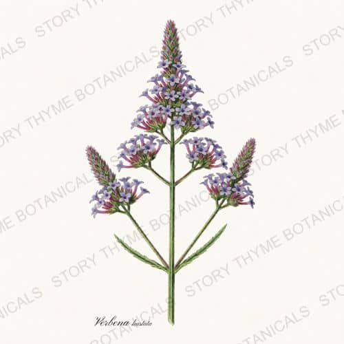 Blue Vervain — a print from the Wildflowers Vol. 2 collection