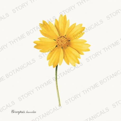 Coreopsis — a print from the Wildflowers Vol. 3 collection