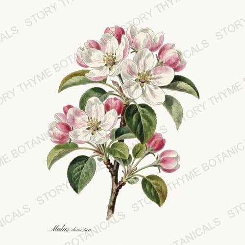 Apple Blossom — Wildflowers & Meadow print on a white ground
