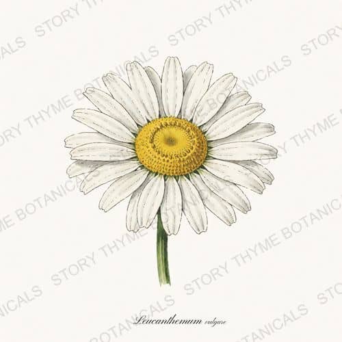 Oxeye Daisy — a print from the Wildflowers & Meadow collection