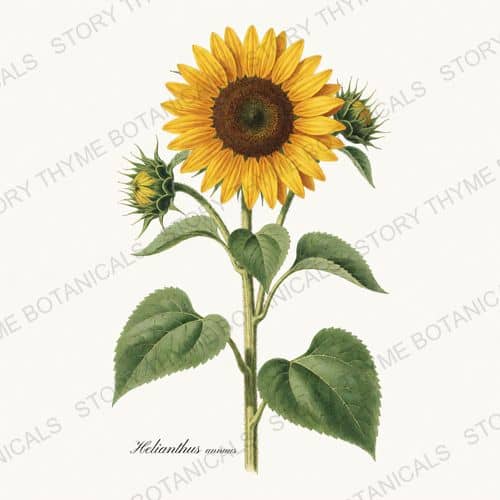 Sunflower — a print from the Wildflowers & Meadow collection