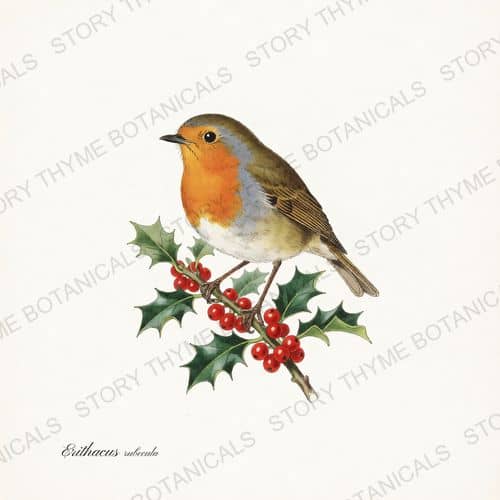 European Robin — Winter Birds print on a white ground