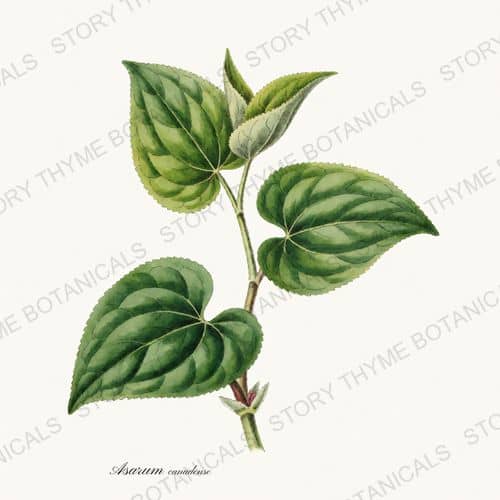 Wild Ginger — a print from the Woodland Flowers collection