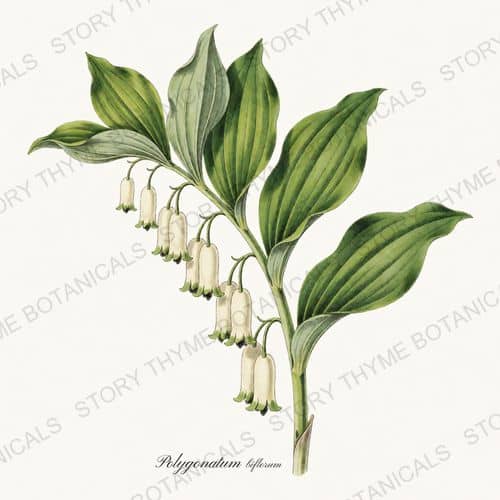 Solomons Seal — a print from the Woodland Flowers collection