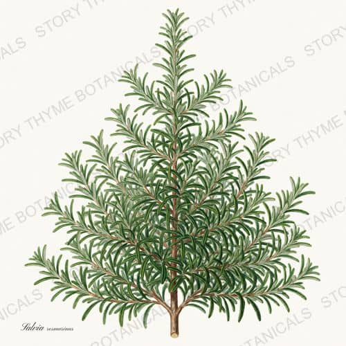 Rosemary Tree — a print from the Christmas Botanicals collection