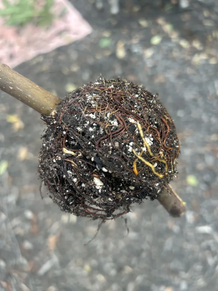 Roots around the branch