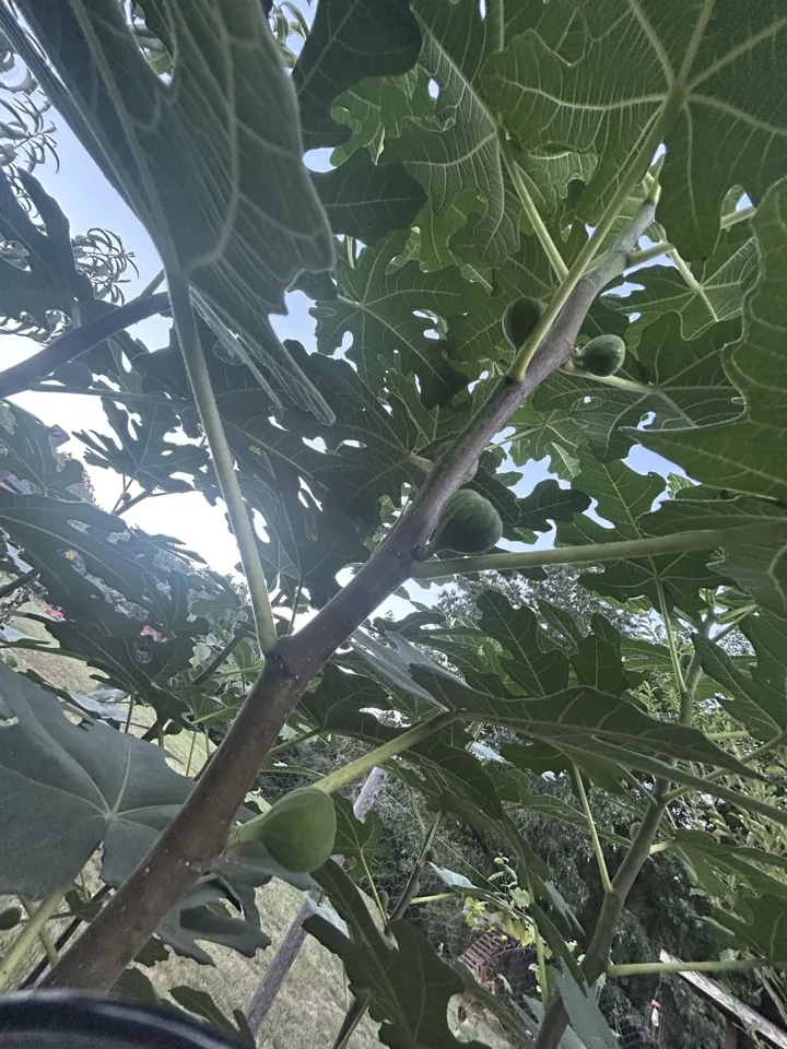 Still on the branch