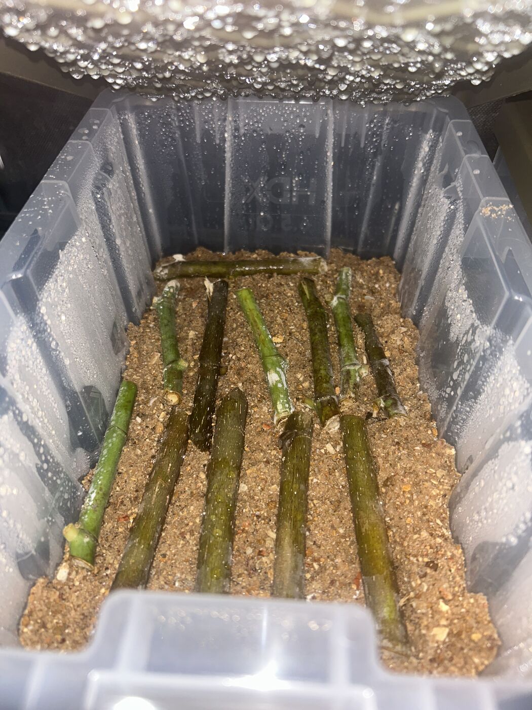 Cuttings half-buried horizontally in moist sand