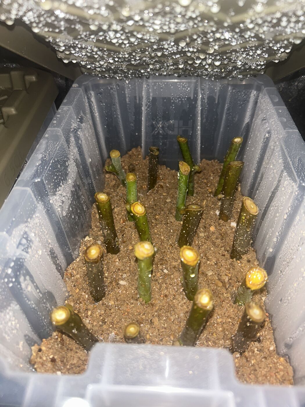 Fig cuttings standing in a tote of moist coarse sand