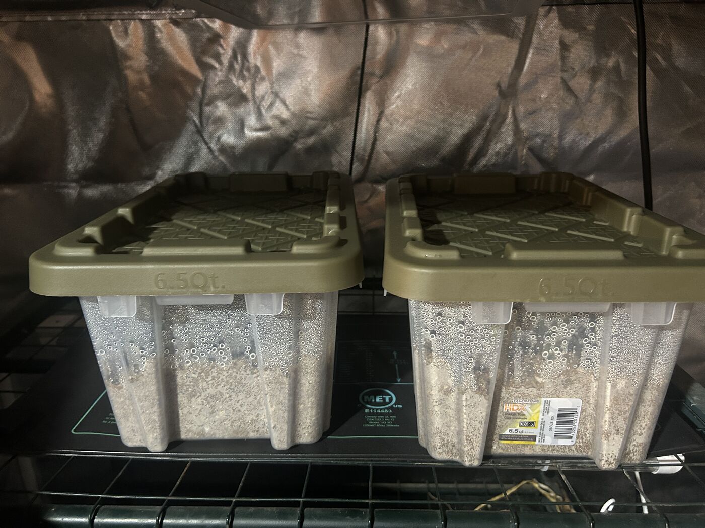 Fogged totes on a seedling heat mat inside the grow tent