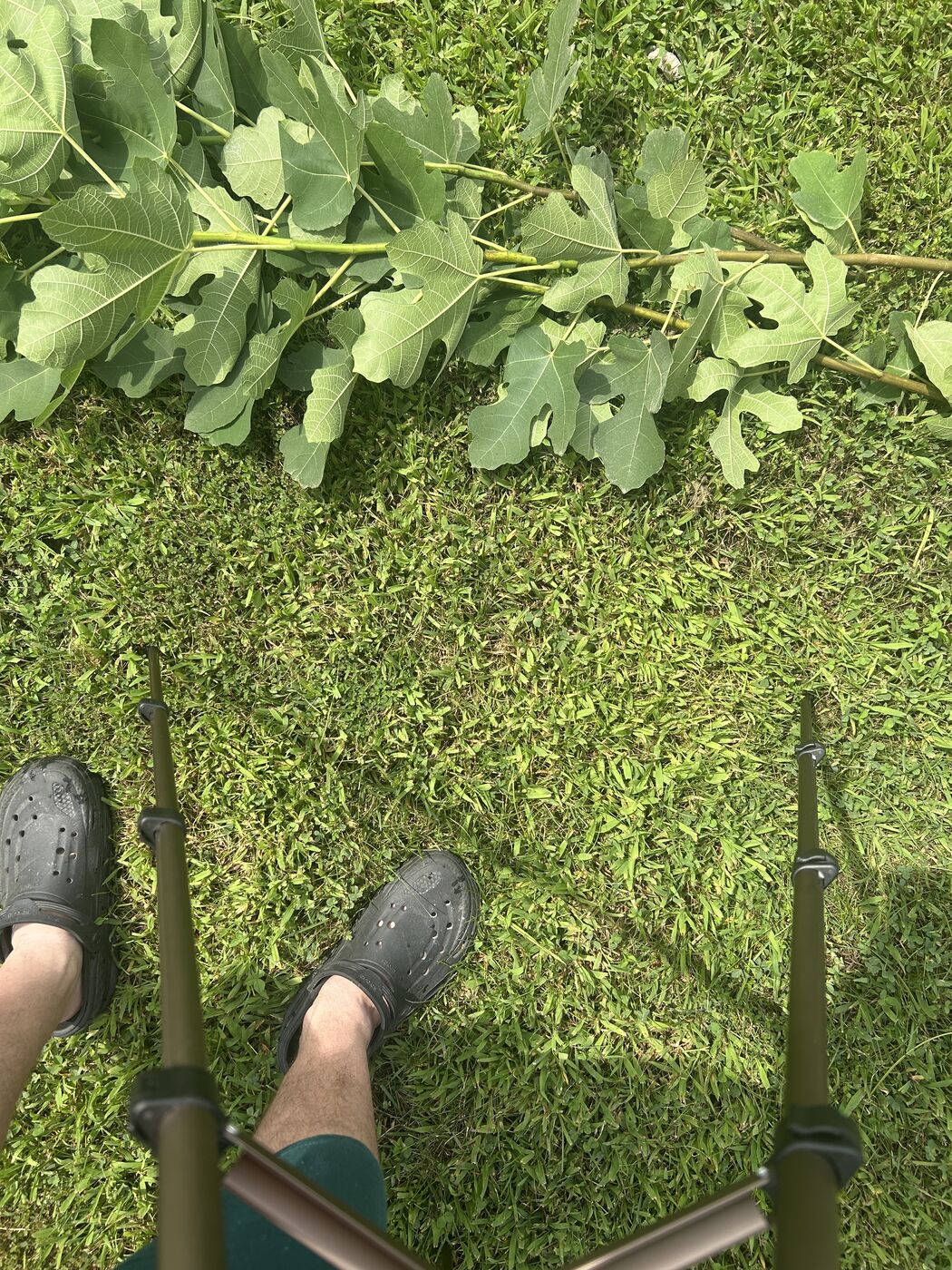 Fig branches laid out on grass after pruning