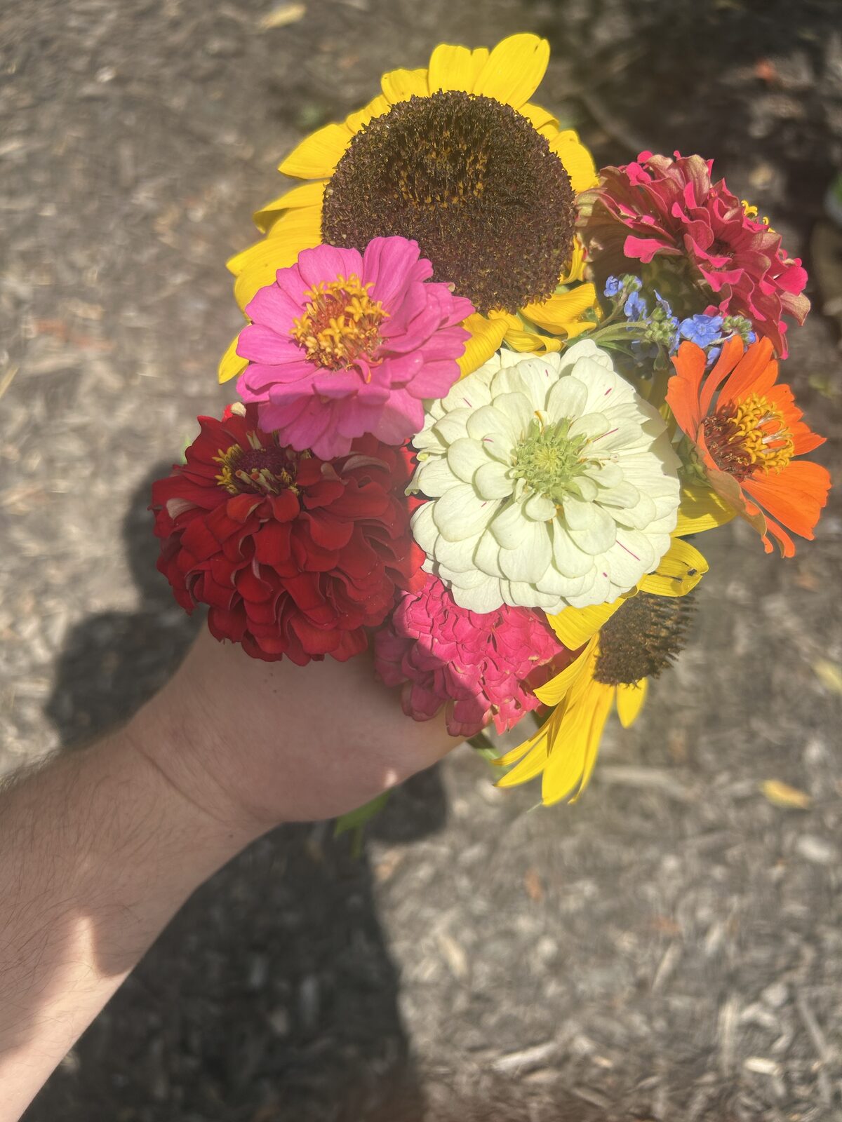 A fresh-cut zinnia and sunflower bouquet from the farm