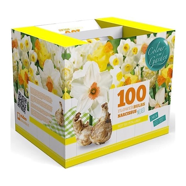 Daffodil Mix, 100 Bulbs