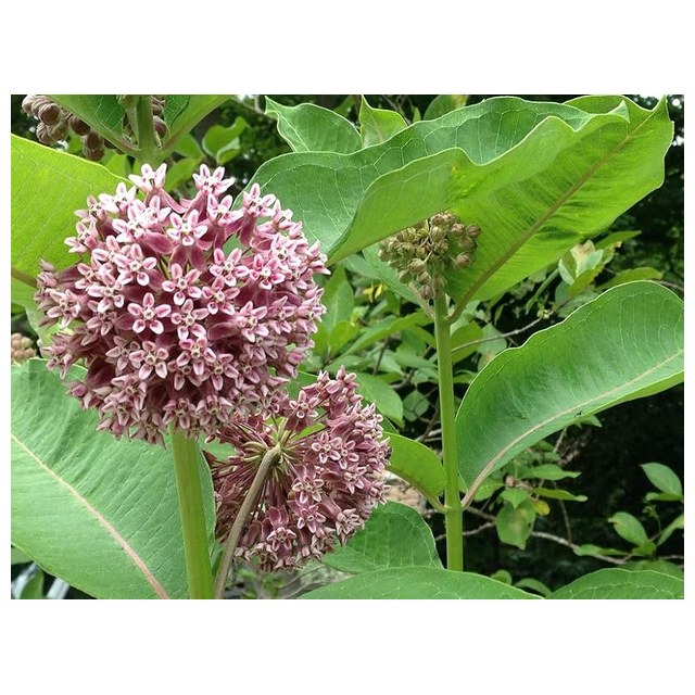Common Milkweed Seeds