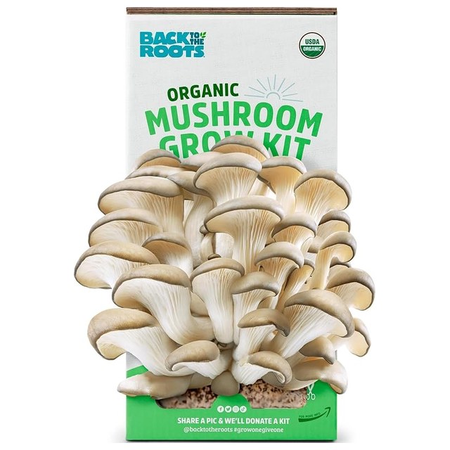 Back to the Roots Oyster Kit