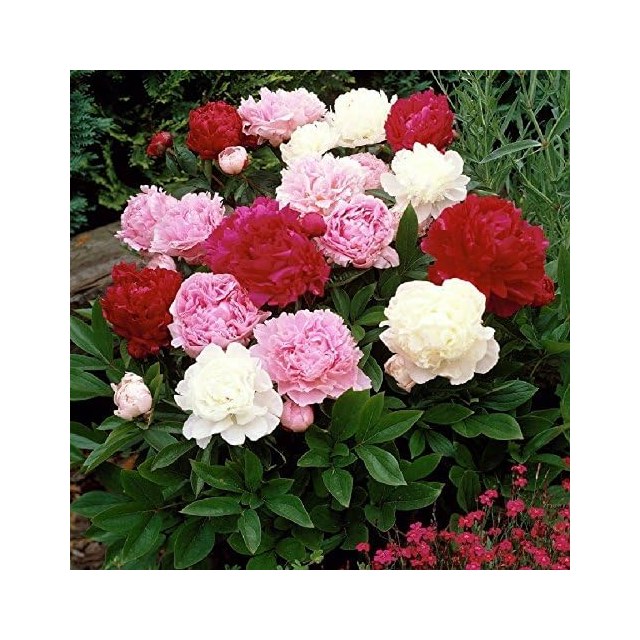 Peony Bare Roots, Jumbo 6-Pack