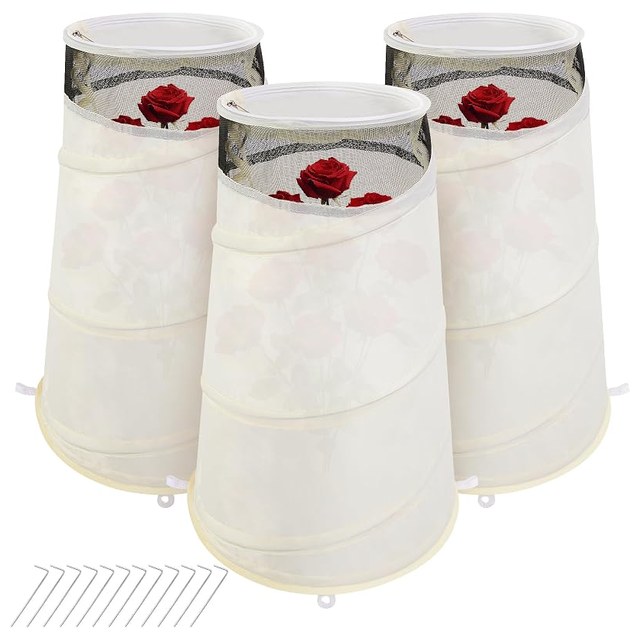 Pop-Up Rose Winter Cones, 3