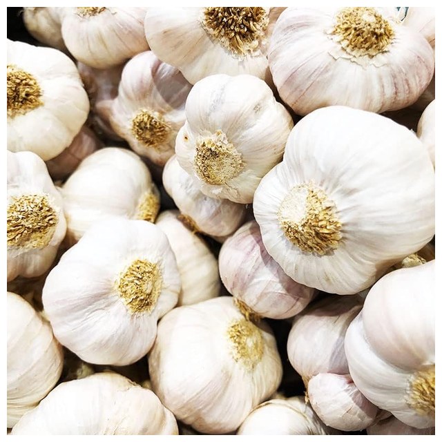 Music Hardneck Seed Garlic