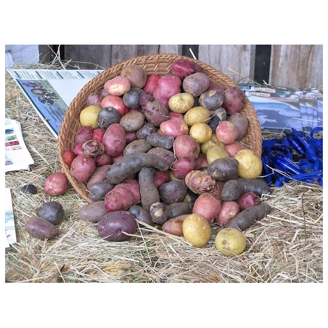 Certified Seed Potato Mix, 5 lb