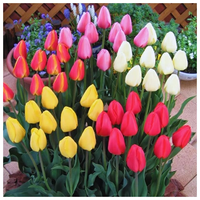 Tulip Mix, 25 Bulbs