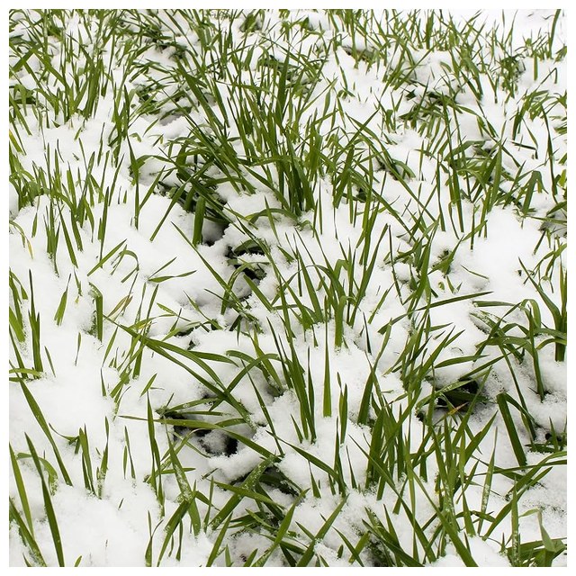 Winter Rye Seed