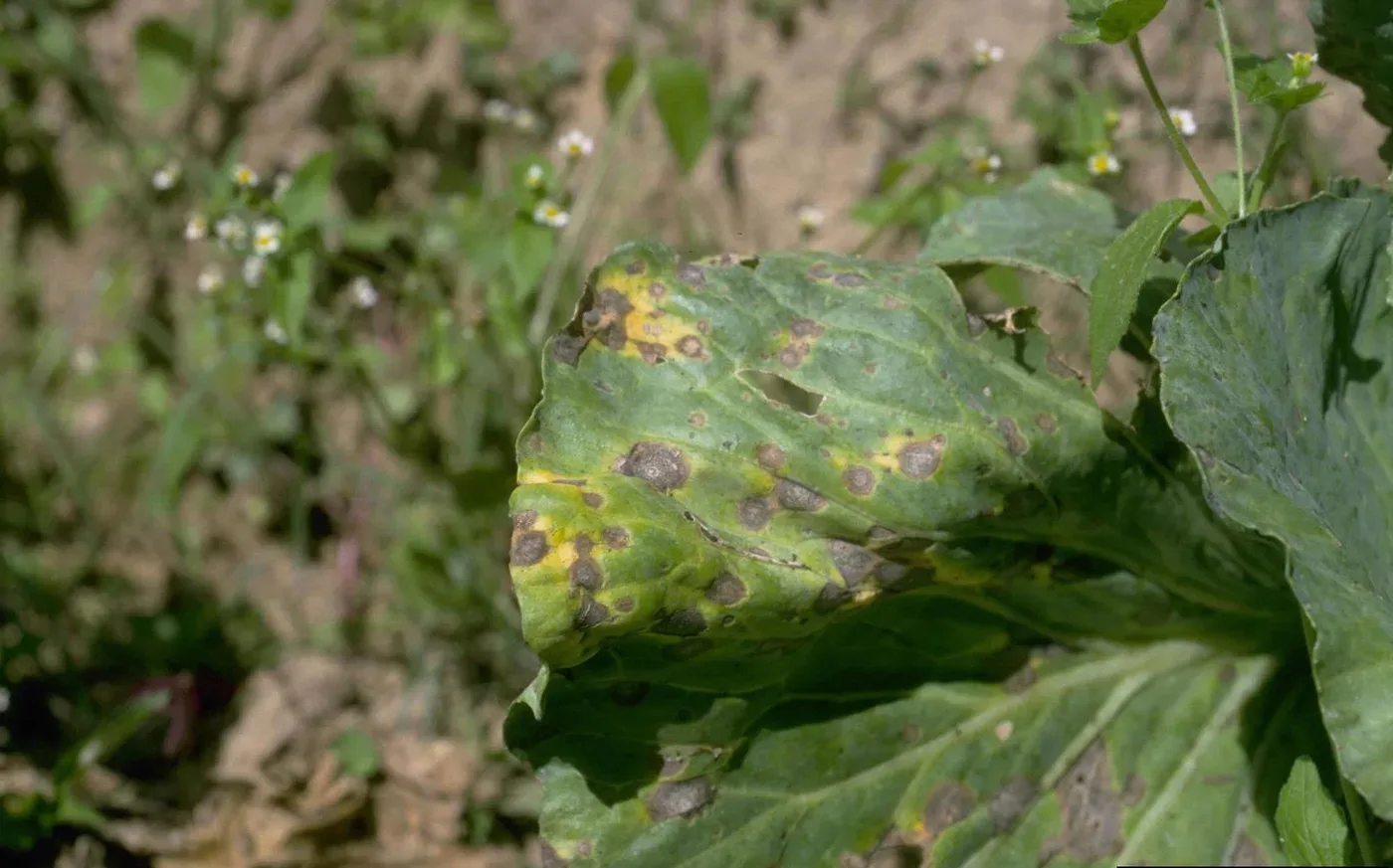 Photograph of alternaria leaf spot