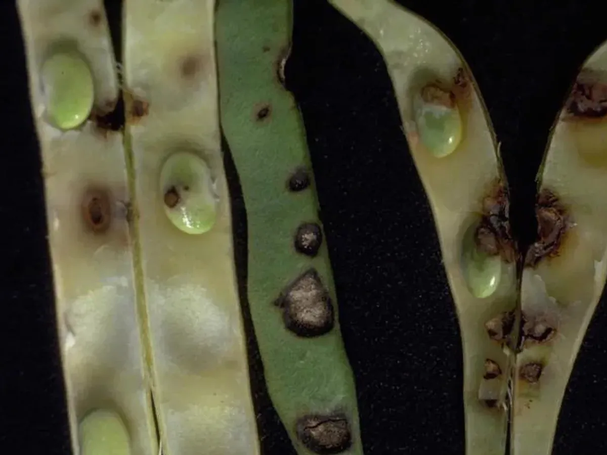 Bean pods with dark sunken anthracnose lesions
