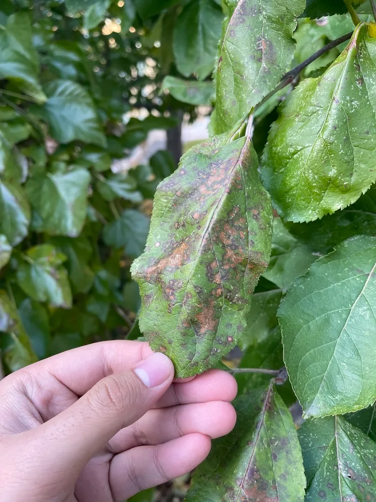 Photograph of apple scab