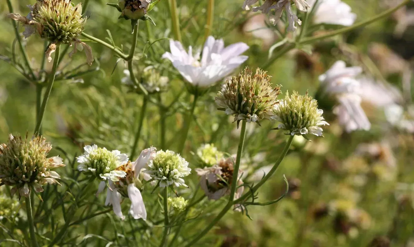 Photograph of aster yellows