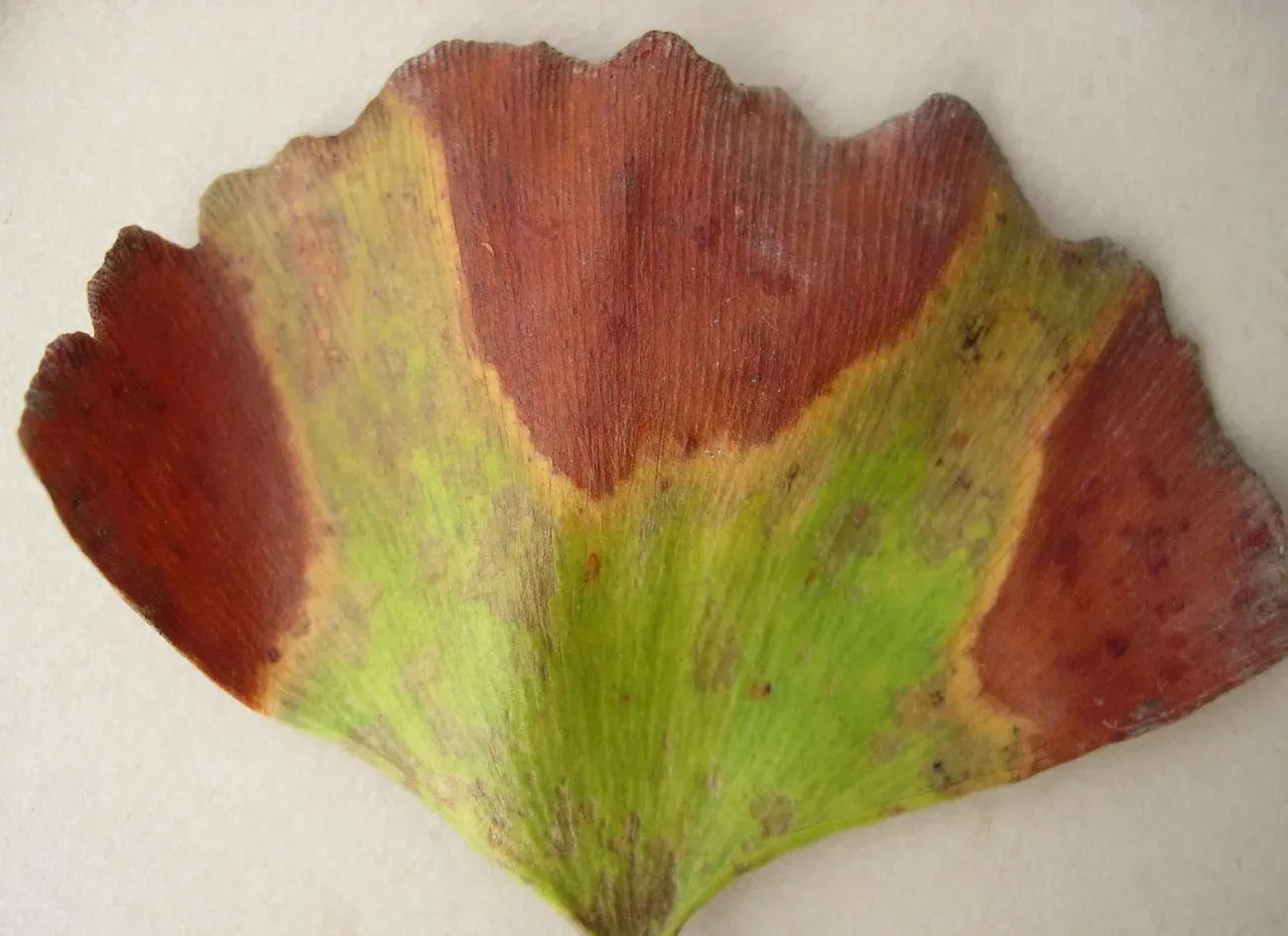 A ginkgo leaf with the diagnostic yellow band separating the dead brown margin from the green centre.