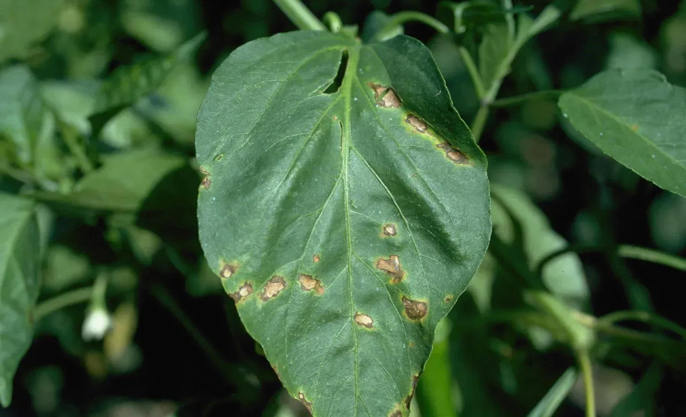 Close-up of a pepper leaf covered in small, dark, angular bacterial leaf-spot lesions.