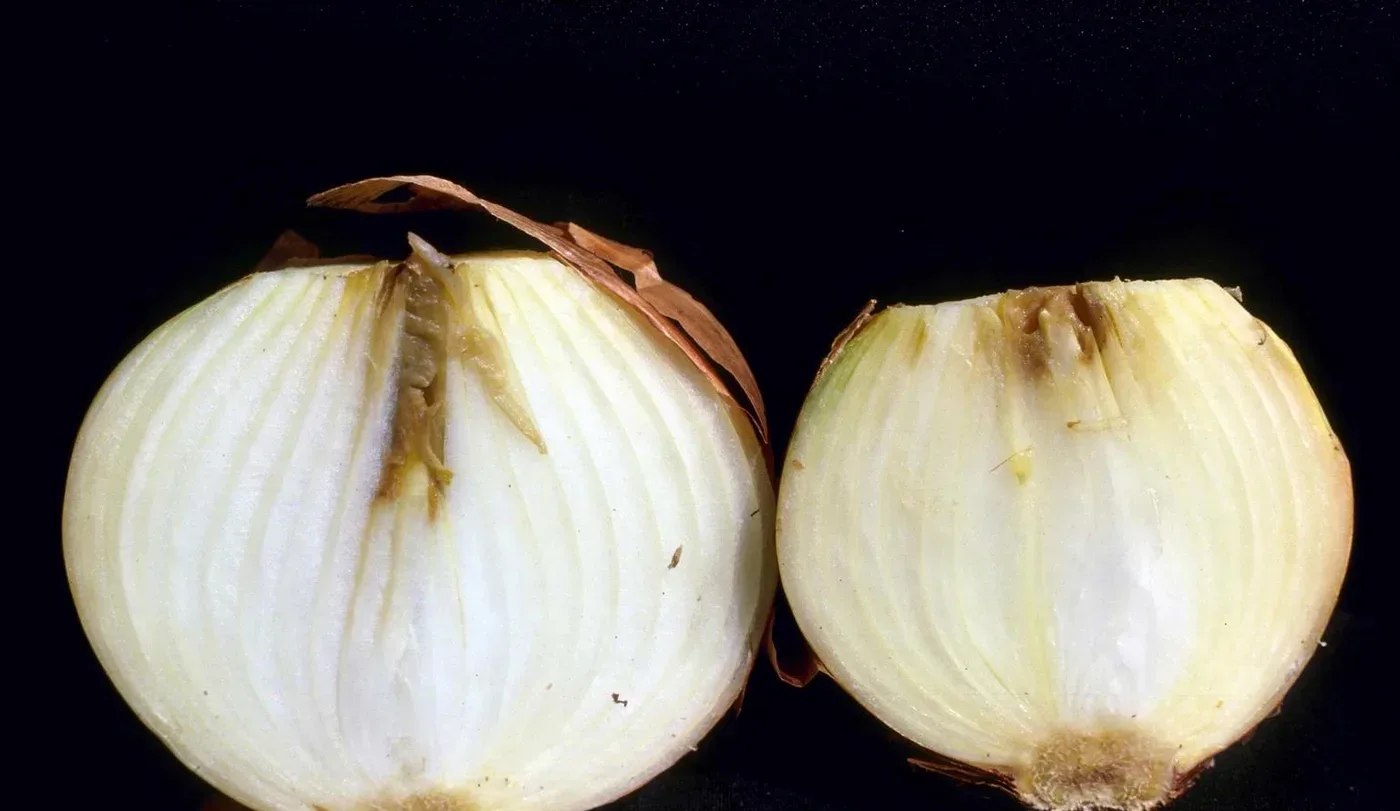 An onion bulb cut in half showing the soft, water-soaked, collapsed inner scales of bacterial soft rot.