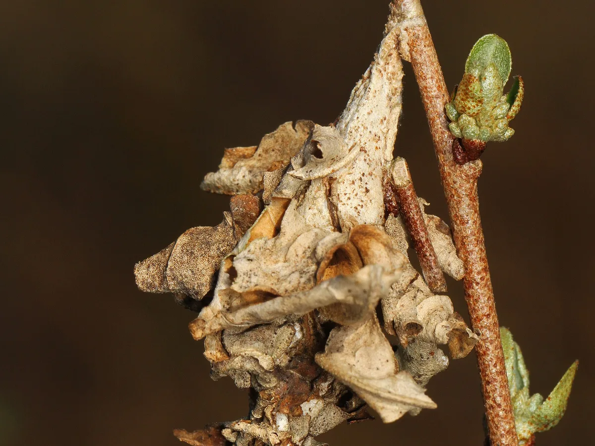 Bagworm larval case built of plant debris hanging from a twig
