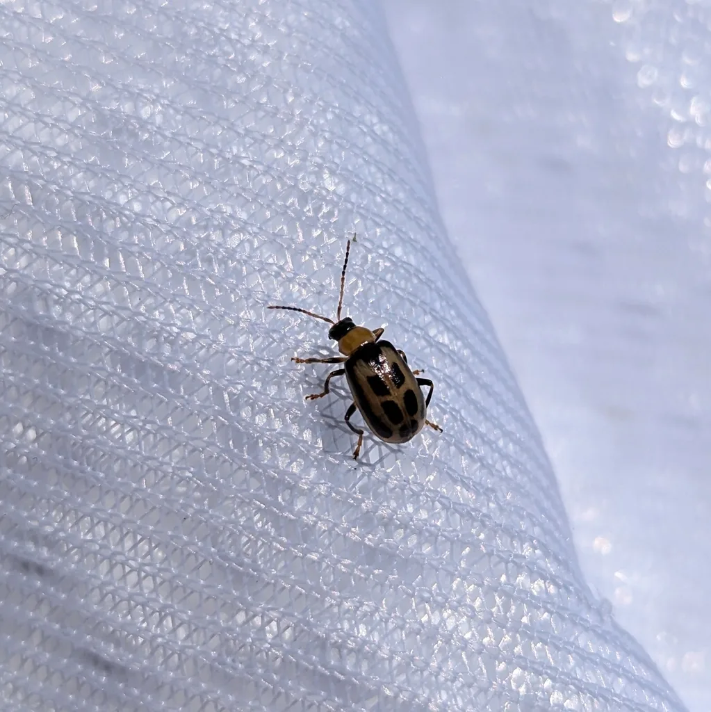 Photograph of bean leaf beetle