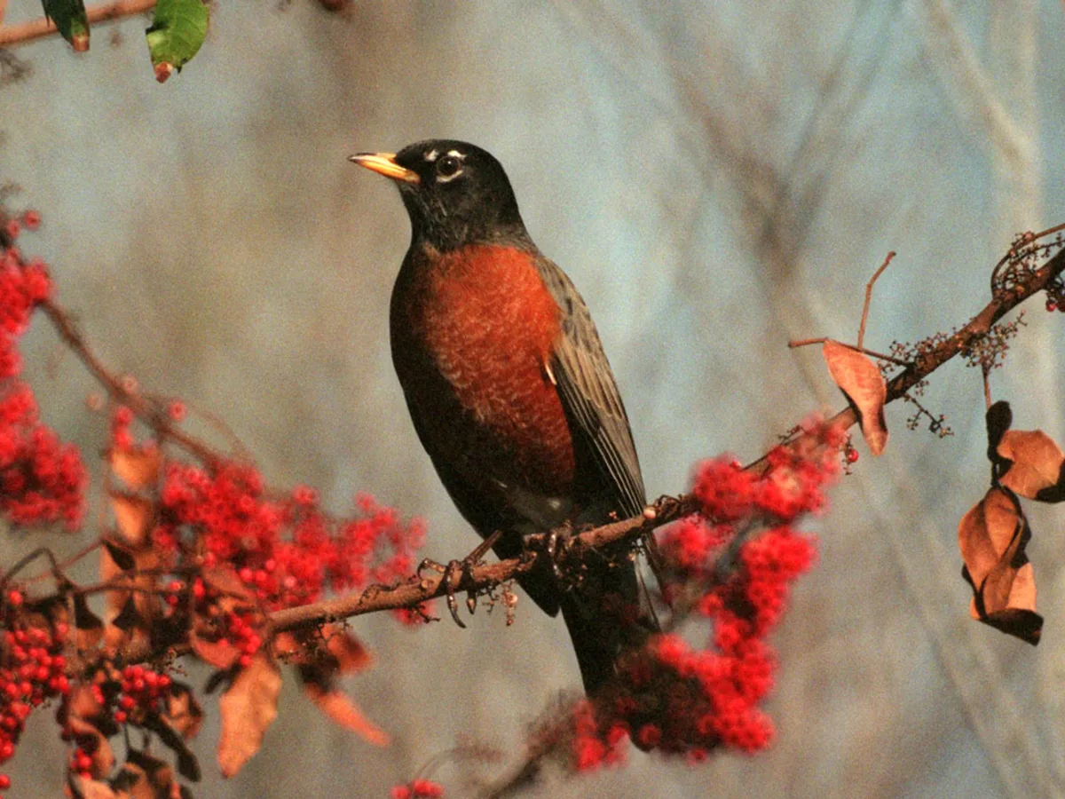American robin perched by a branch of red berries