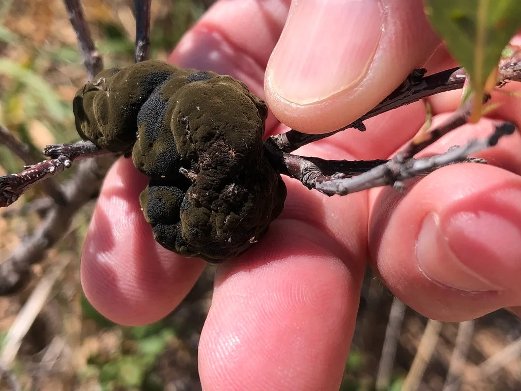 Photograph of black knot