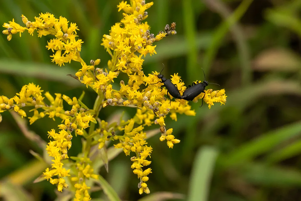 Photograph of blister beetle
