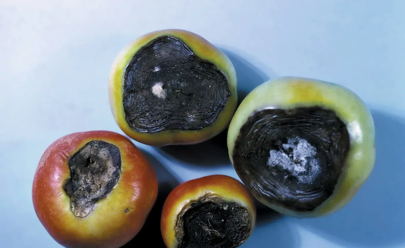 Tomatoes photographed blossom-end up, each with a large sunken black leathery patch on the bottom of the fruit.