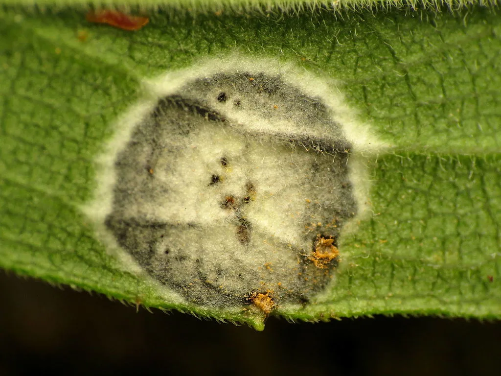 Photograph of botryosphaeria canker