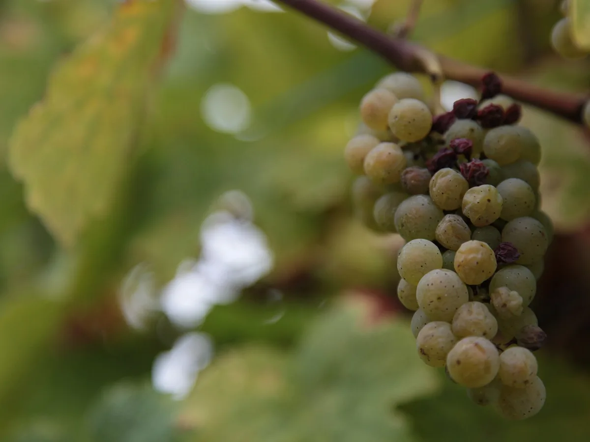 Gray mold growth on a grape cluster