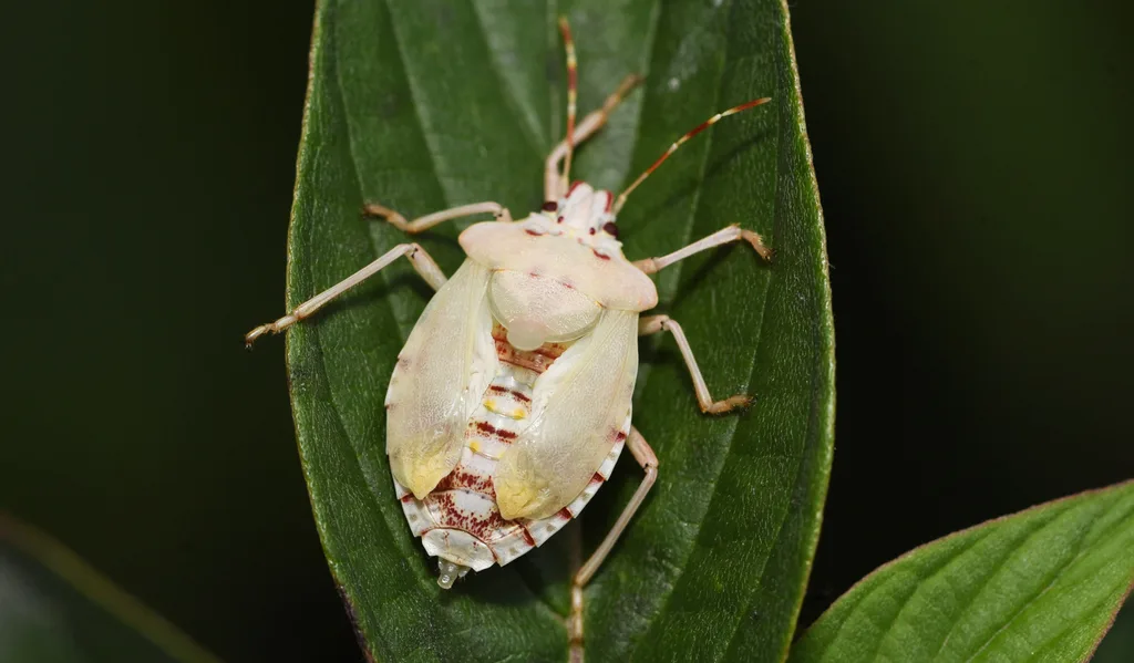 Photograph of brown marmorated stink bug