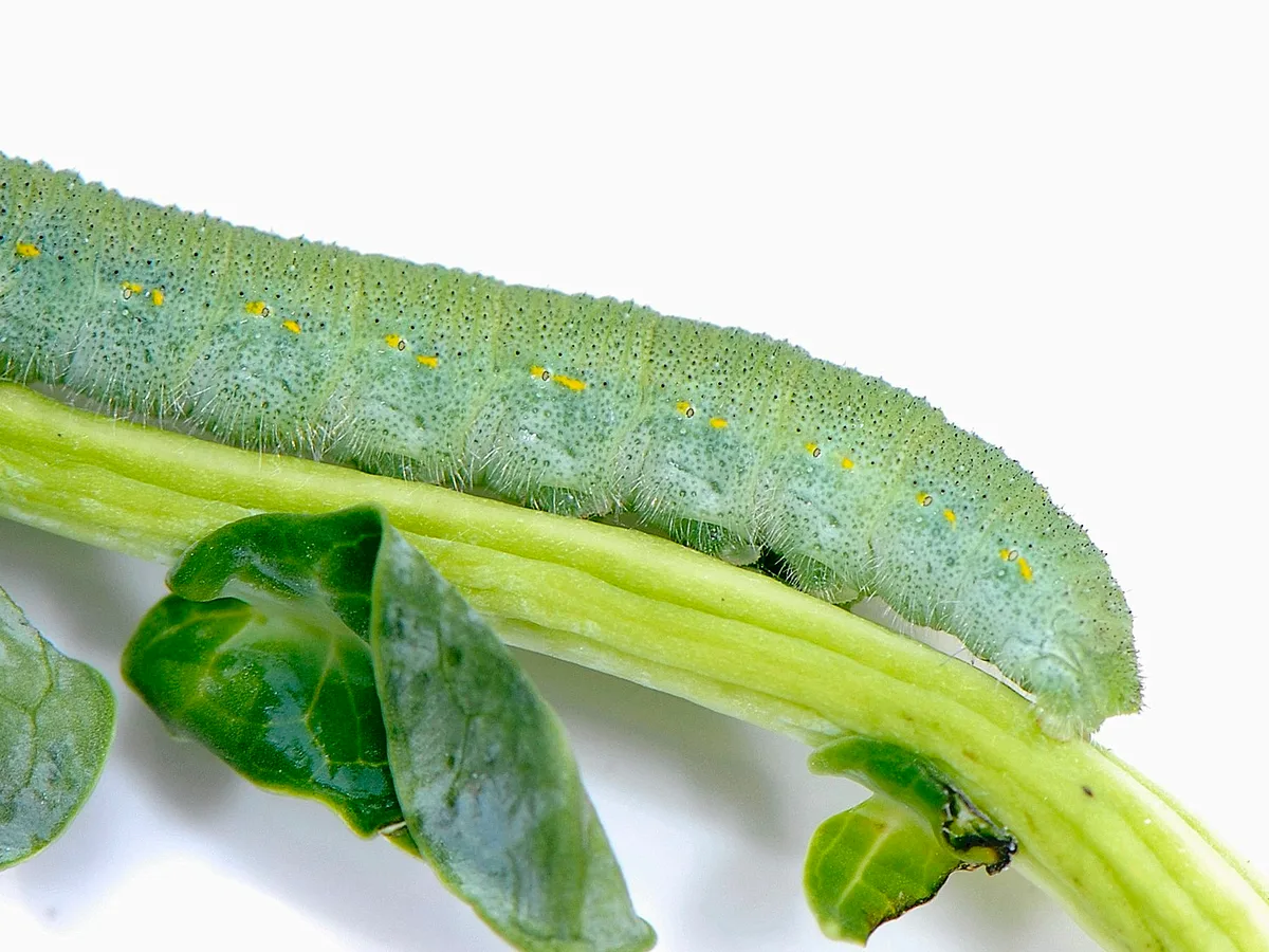 Imported cabbageworm caterpillar on a brassica stem