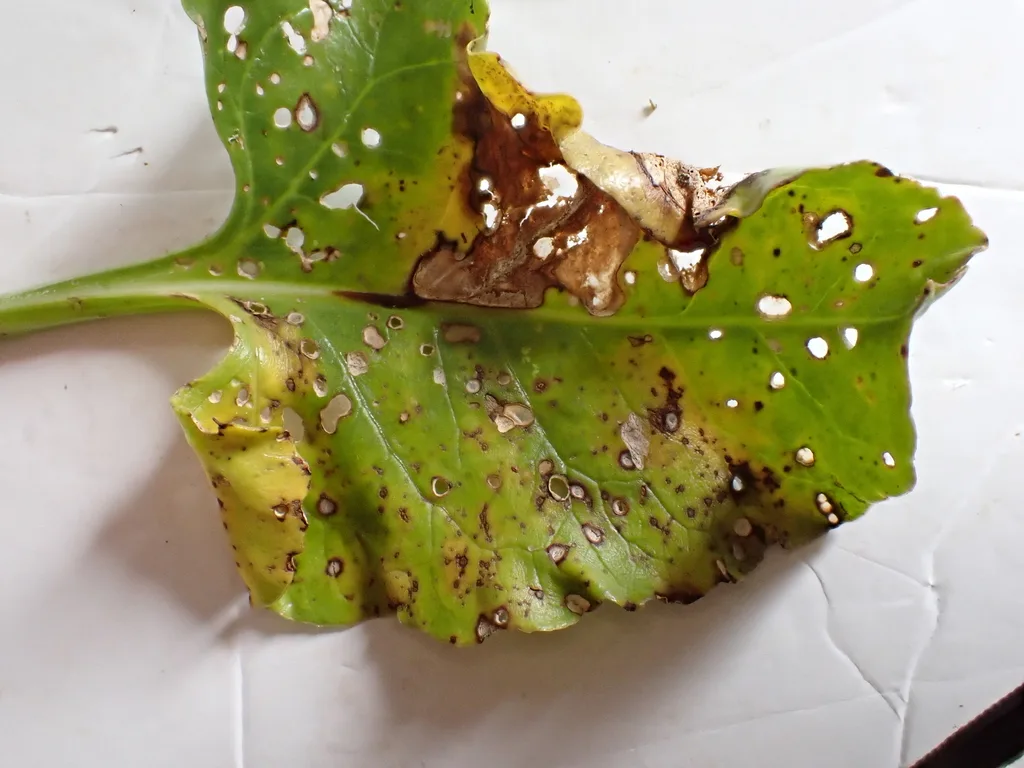 Photograph of cercospora leaf spot