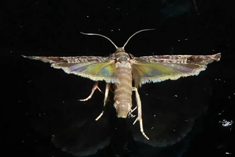 Photograph of codling moth