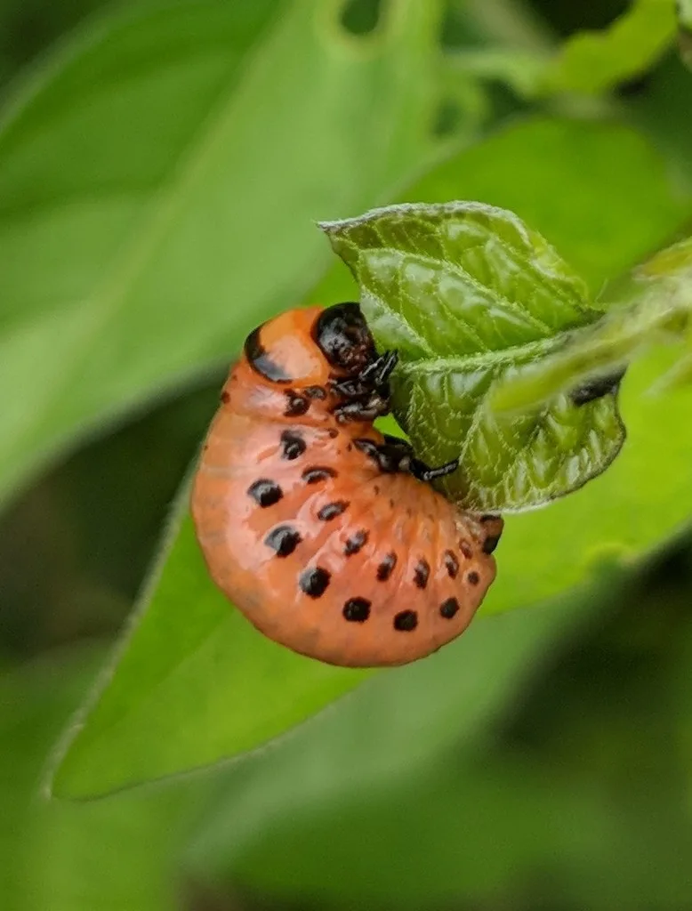 Photograph of colorado potato beetle