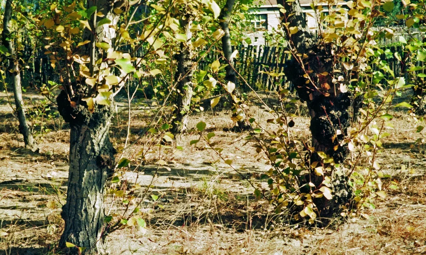 Photograph of crown gall