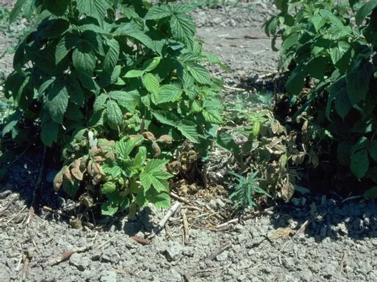 Raspberry planting declining from phytophthora crown rot
