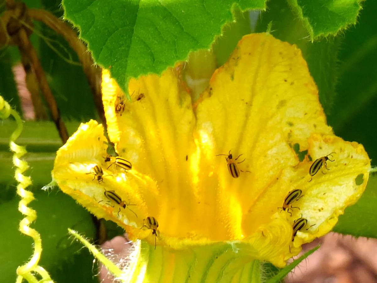 Striped cucumber beetles feeding in a squash flower