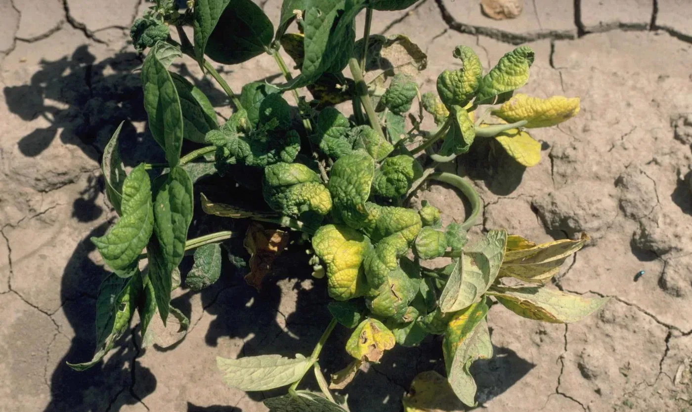 A bean plant with the characteristic upward cupping and yellowing of curly top.
